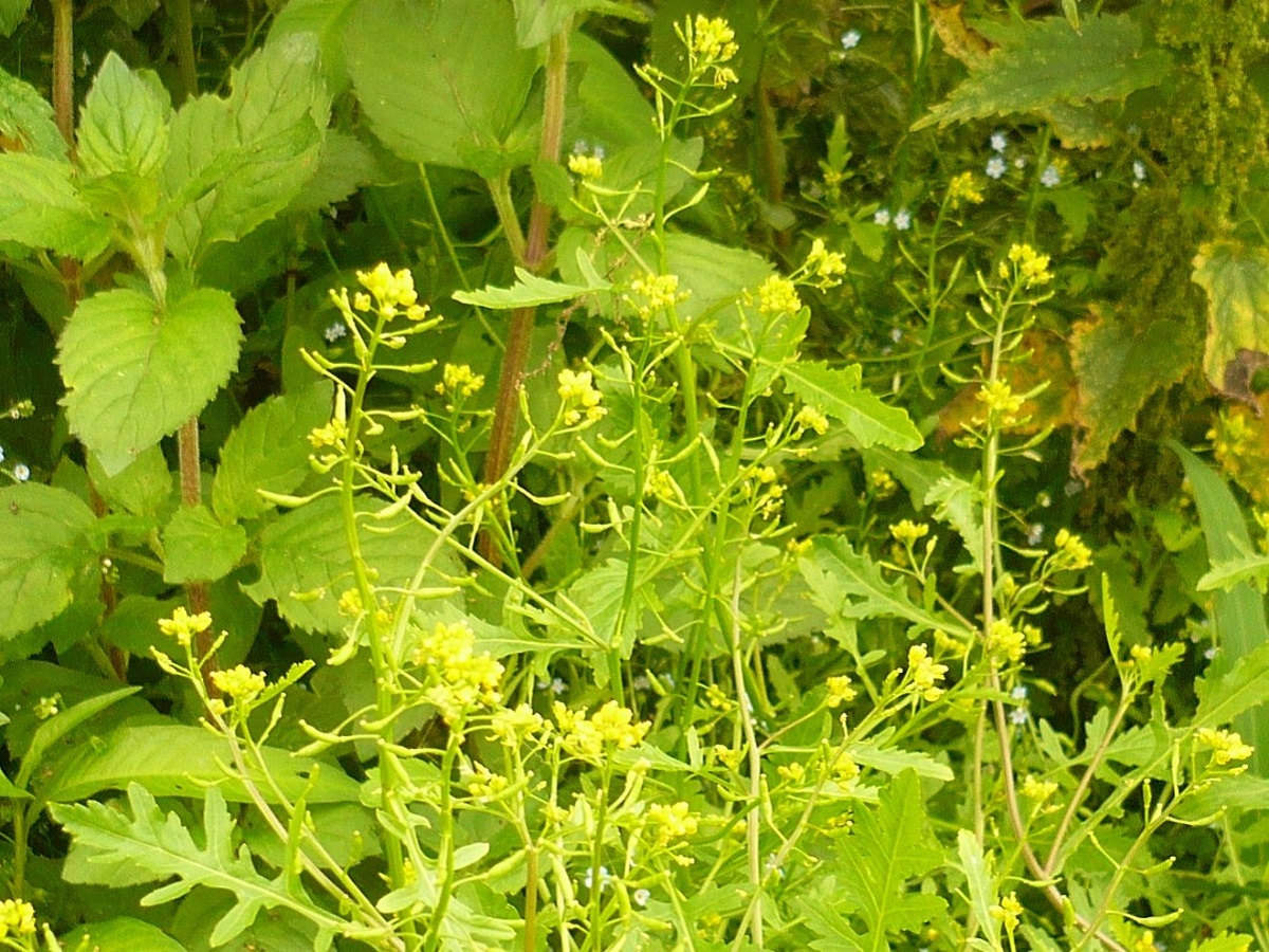 Rorippa palustris (Brassicaceae)